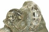 Polished Ammonite, Clam, and Nautilus Cluster - Madagascar #236972-3
